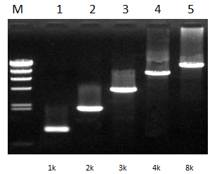 超保真聚合酶以小鼠动力蛋白全长cDNA为模板扩增1K 2K 3K 4K 8K的PCR片段