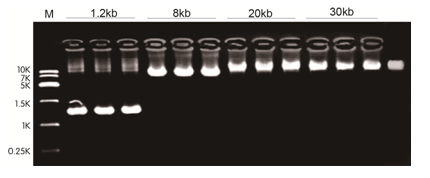 LonEZ长片段扩增酶以λDNA为模板，PCR扩增1.2kb-30kb目标片段，有很好的扩增效果