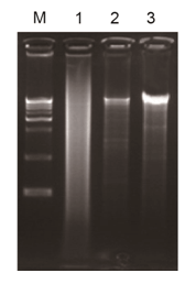 超保真聚合酶以小鼠动力蛋白全长cDNA为模板扩增1K 2K 3K 4K 8K的PCR片段