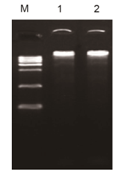 高保真酶以人类基因组为模板扩增Vinculin 基因片段