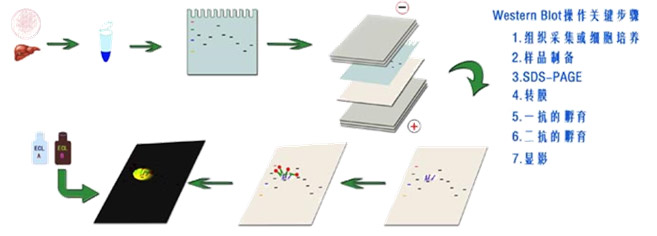 免疫印迹(Western Blot)的实验步骤