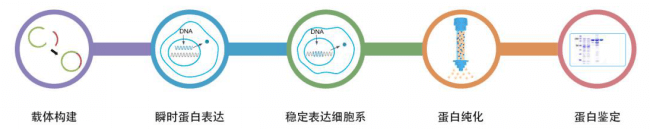 Mammalian cell protein expression