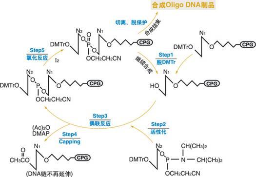 基因合成