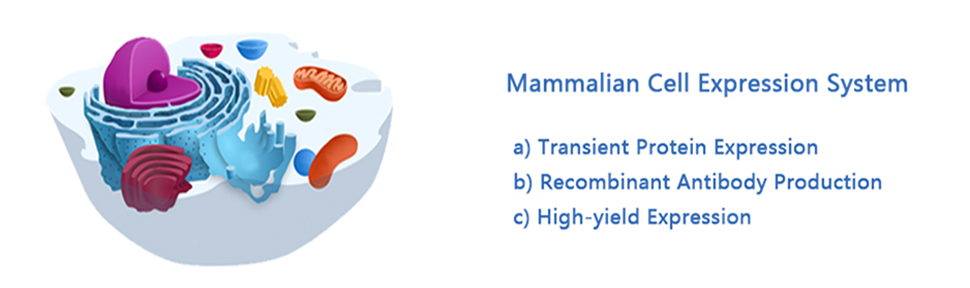mammalian expression system