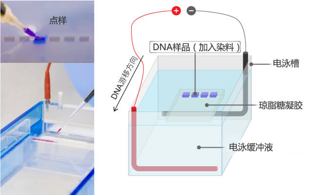 琼脂糖凝胶电泳原理