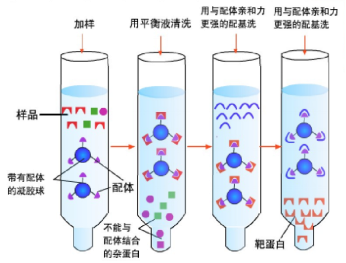 吸附层析的原理是什么_胡萝卜素吸附层析图片