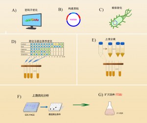 德泰蛋白表达上清优化型服务流程
