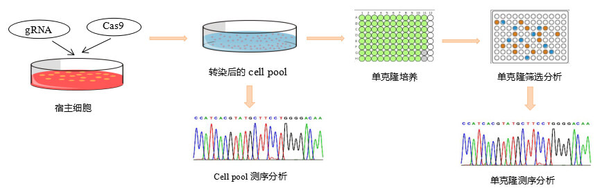 CRISPR-case