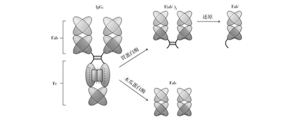 Fab 抗体结构