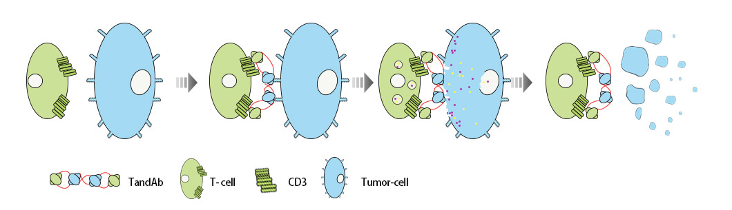 TandAB双特异性抗体结构及作用原理
