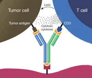 双特异性抗体作用原理：介导免疫细胞杀伤