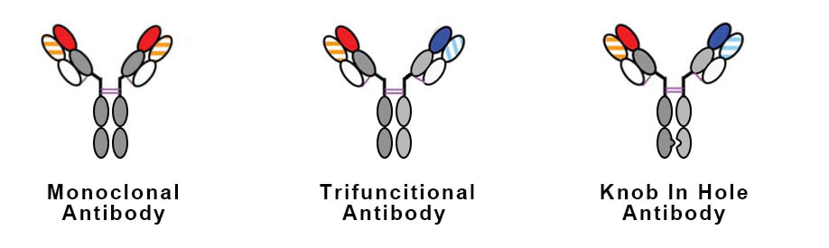 单克隆抗体、三功能抗体与knob-in-hole抗体的结构图