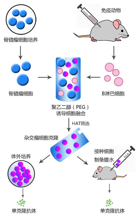 杂交瘤制备单克隆抗体实验流程