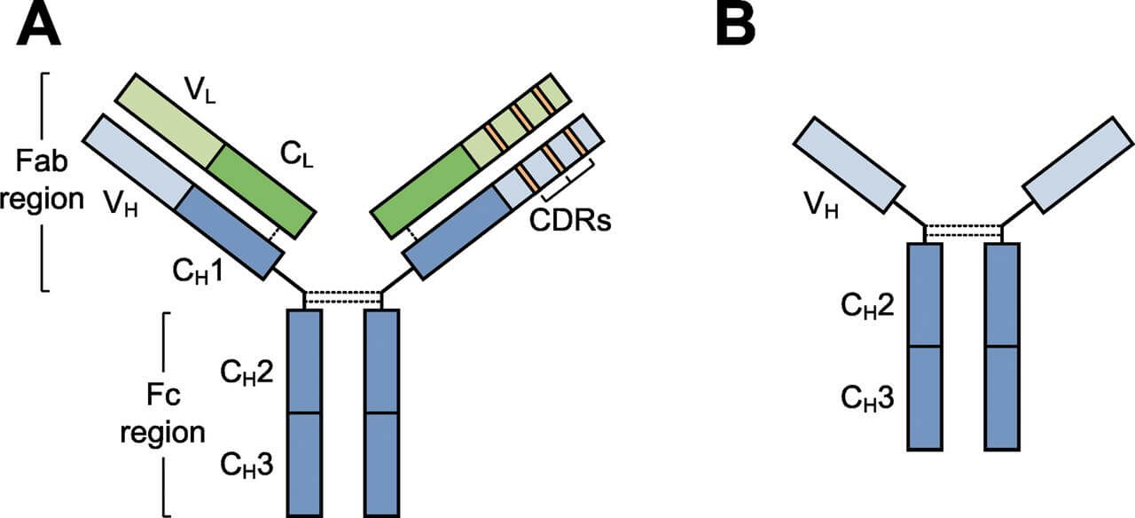 CDR移植单抗