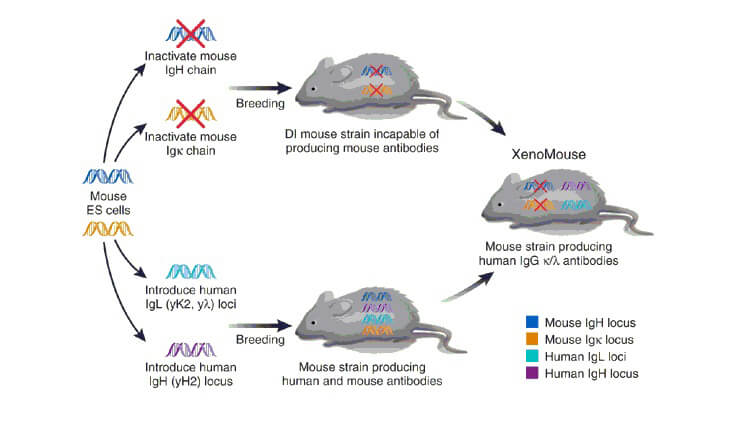 Xeno Mouse转基因小鼠制备流程