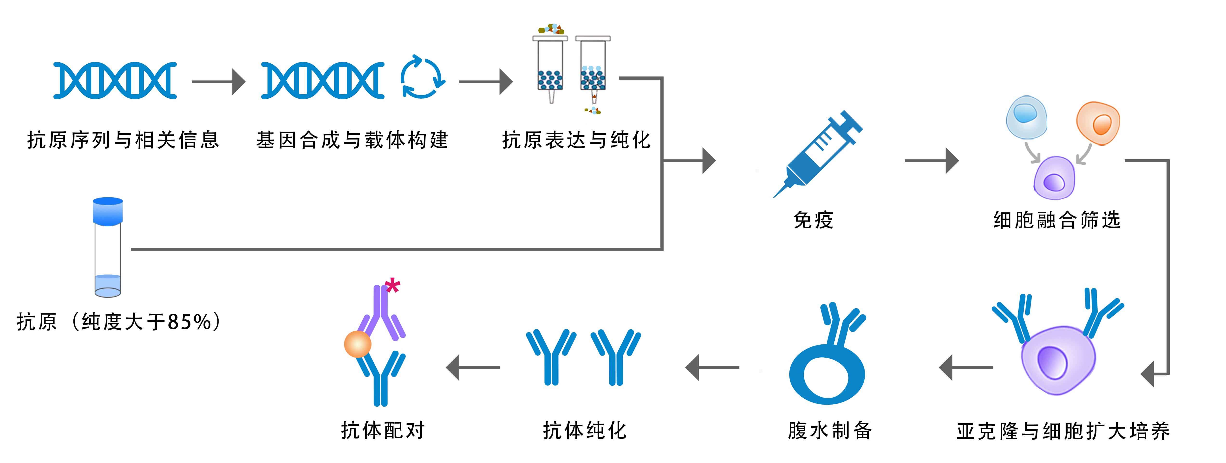 Production of Antibody Pairs for ELISA-1