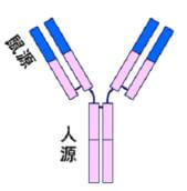 人鼠嵌合性单克隆抗体