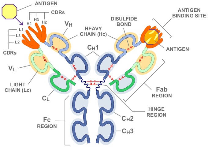 chimeric-monoclonal-antibody