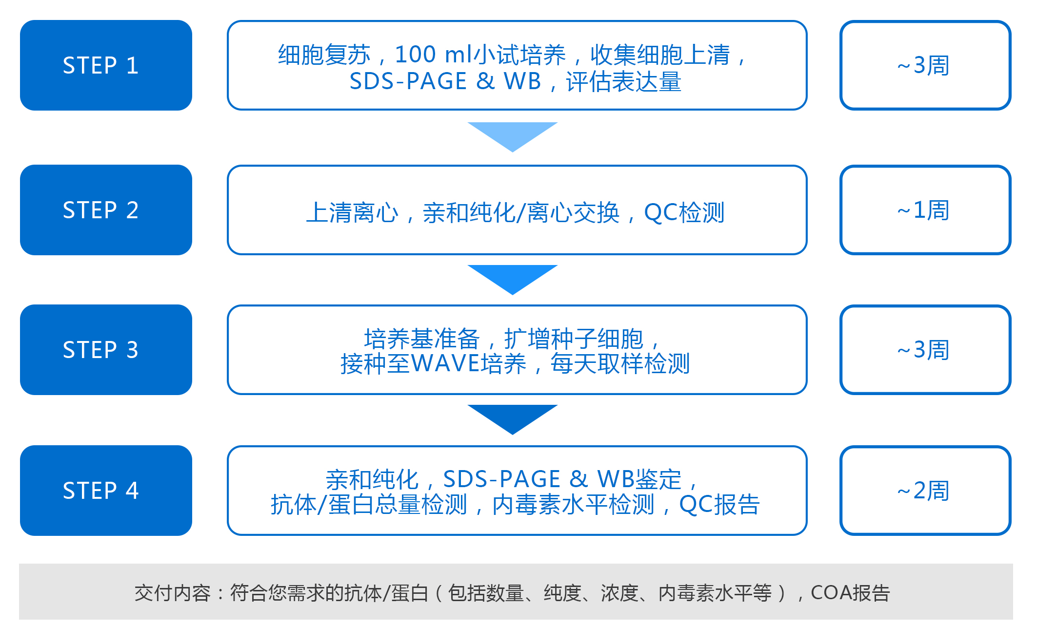 蛋白/抗体大规模生产服务流程