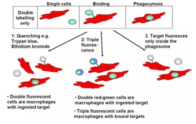 抗体依赖的细胞吞噬作用