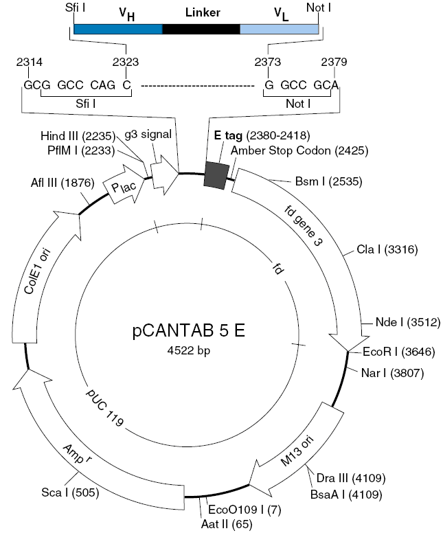 pCantab5E噬菌粒载体图谱