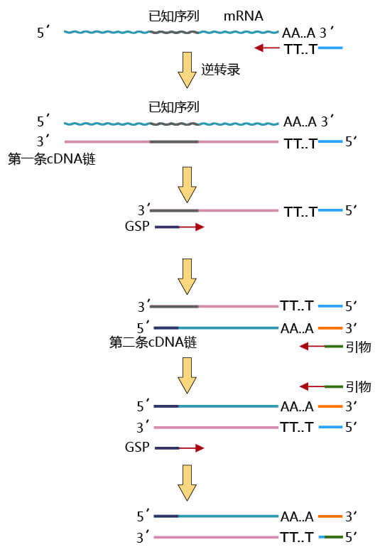 3′RACE-PCR原理