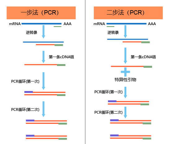 RT-PCR两步法与一步法比较