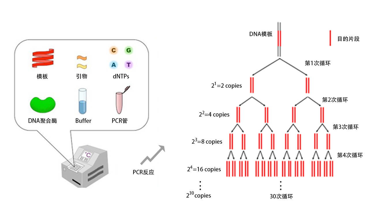 Polymerase-chain-reaction