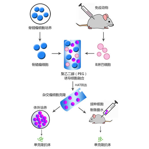 单克隆抗体制备流程