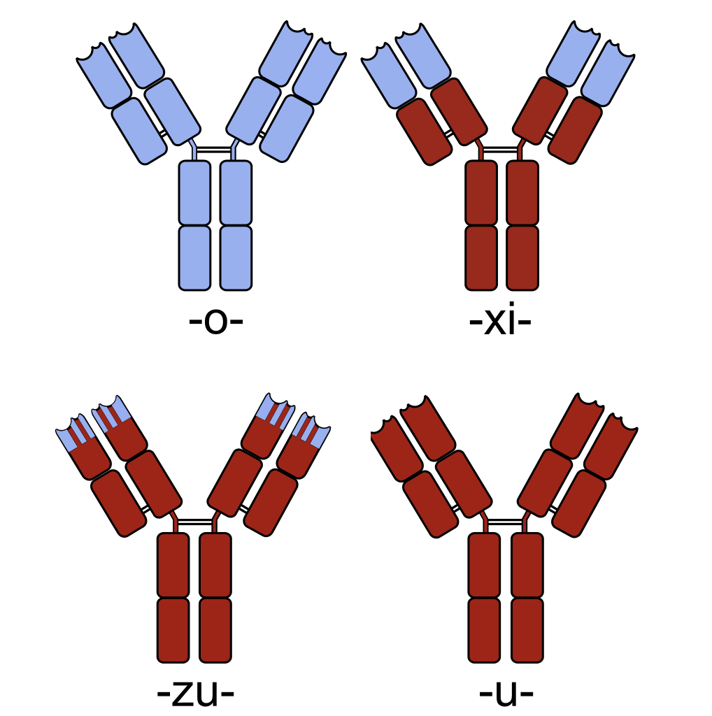 单克隆抗体分类