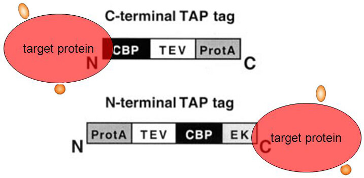 串联亲和纯化TAP标签