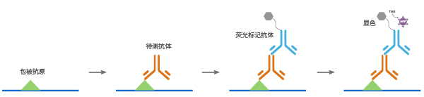 抗体亚型鉴定