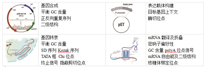 密码子优化指标