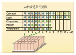 表达条件优化矩阵