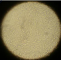 哺乳动物细胞蛋白表达系列之细胞培养