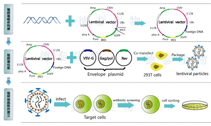 慢病毒包装流程