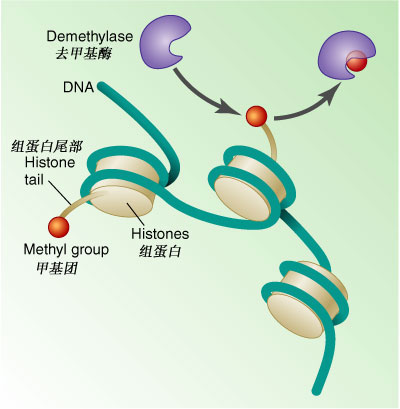 擦除甲基化