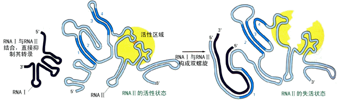 非编码反义rna