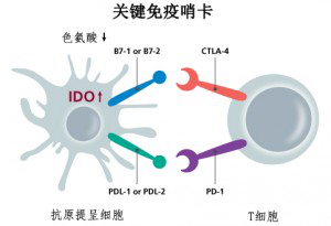关键免疫哨卡