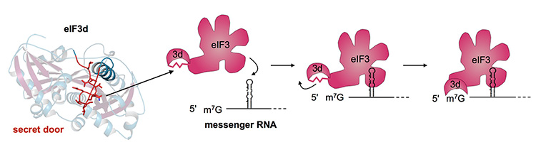 mrna