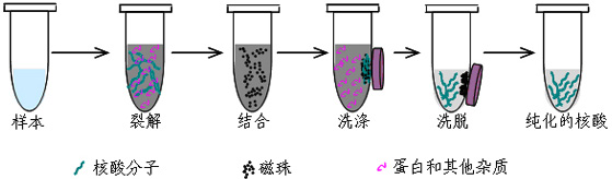 磁珠纯化