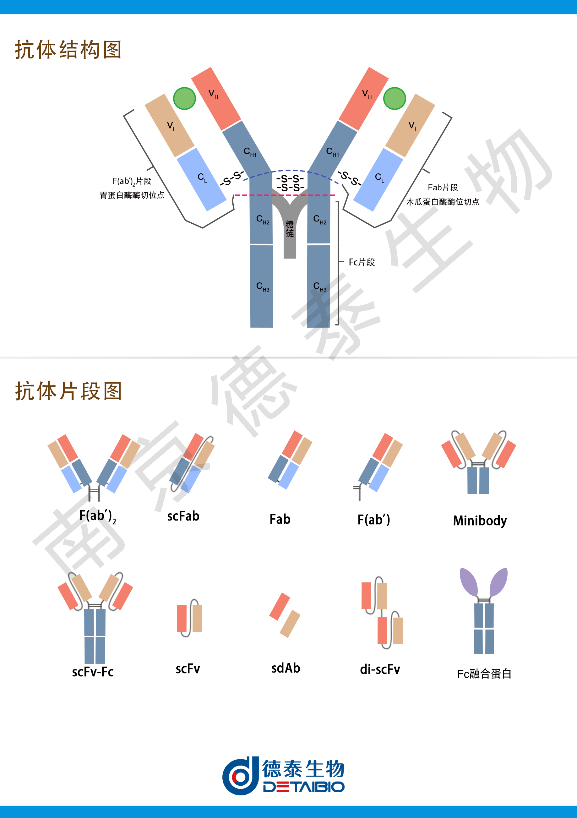 免疫球蛋白的结构简图图片