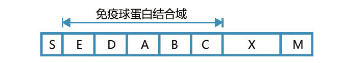 Protein A结构