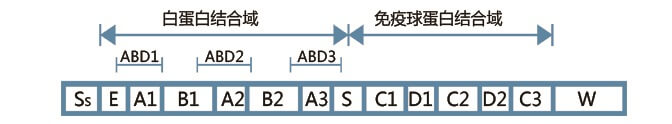  Protein G结构