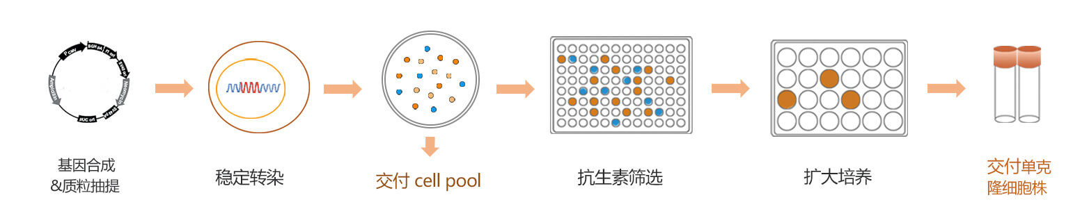 稳定细胞株筛选流程