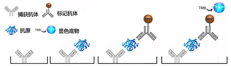 双抗夹心法ELISA筛选配对抗体原理