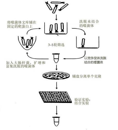 噬菌体展示技术流程