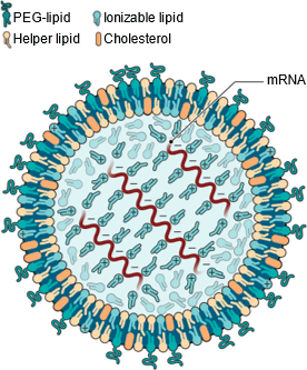 mRNA