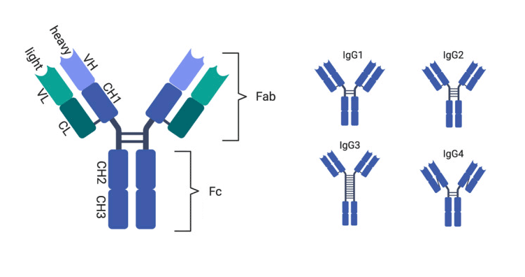 human-igg